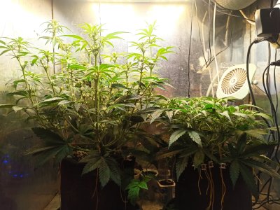 IMG_20250510_211451.jpg IMG_20250510_211451.jpg