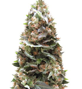 1747032533005.png 1747032533005.png