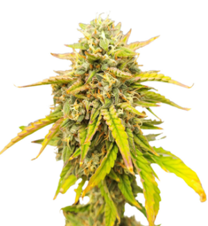 1747032544242.png 1747032544242.png