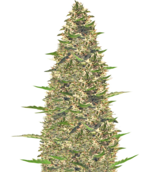 1747225609529.png 1747225609529.png