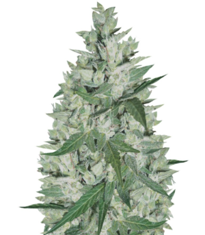 1747225629359.png 1747225629359.png