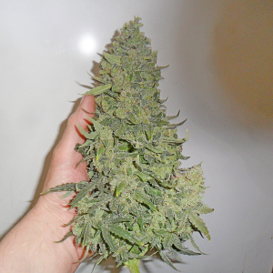 1747225862076.png 1747225862076.png