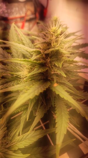 2025-05-15 094323.jpg 2025-05-15 094323.jpg