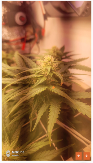 S50515-10490046(1).png S50515-10490046(1).png