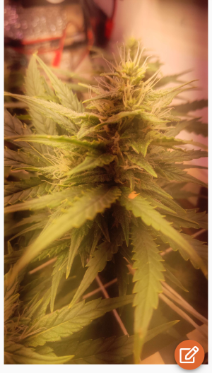 S50515-10483142(1).png S50515-10483142(1).png