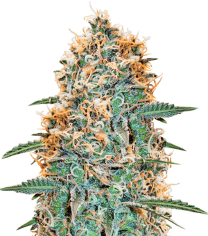 1747394809632.png 1747394809632.png