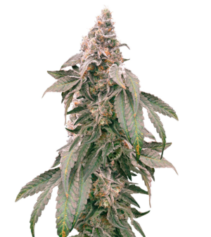 1747394844486.png 1747394844486.png