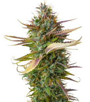 1747568789454.png 1747568789454.png