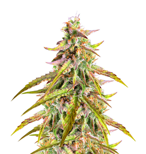 1747909418622.png 1747909418622.png