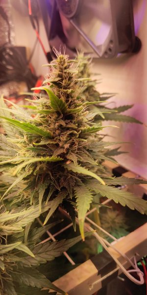 IMG_20250524_101025_646.jpg IMG_20250524_101025_646.jpg