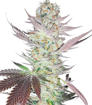 1748202759737.png 1748202759737.png