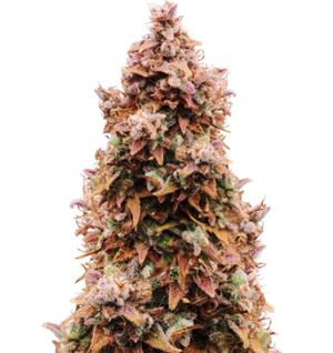 1748265086681.png 1748265086681.png