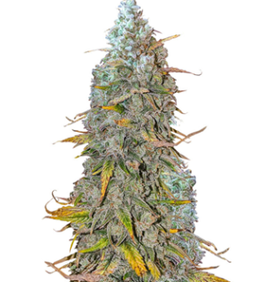 1748265095310.png 1748265095310.png