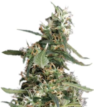 1748266996362.png 1748266996362.png