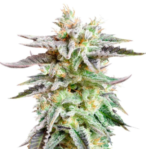 1748351033665.png 1748351033665.png