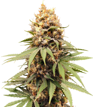 1748358469073.png 1748358469073.png