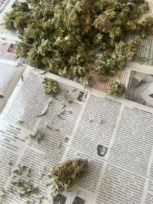 IMG_7085.jpeg IMG_7085.jpeg