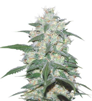 1748445900816.png 1748445900816.png