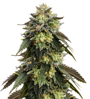 1748504439650.png 1748504439650.png