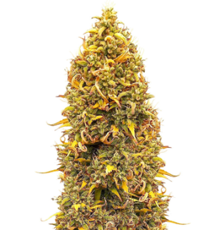 1748527078827.png 1748527078827.png