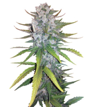 1748527087260.png 1748527087260.png