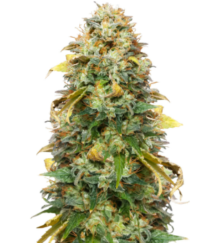 1748603439614.png 1748603439614.png