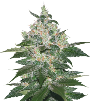 1748708348105.png 1748708348105.png