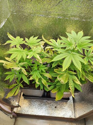 photo_2025-06-01 10.54.10.jpeg