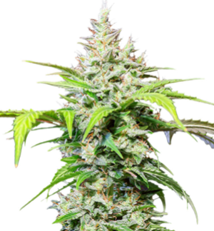 1748880909013.png 1748880909013.png