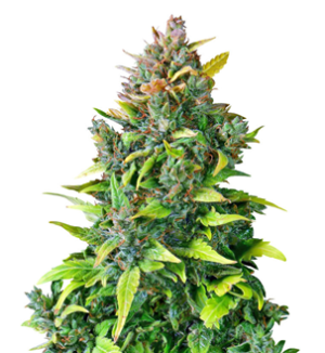 1748880918971.png 1748880918971.png