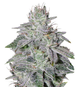 1748954392747.png 1748954392747.png