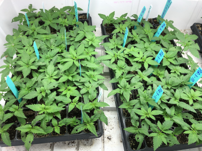 1748954447785.png 1748954447785.png