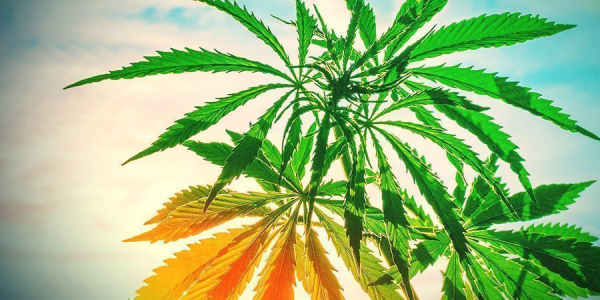 1748954618184.png 1748954618184.png