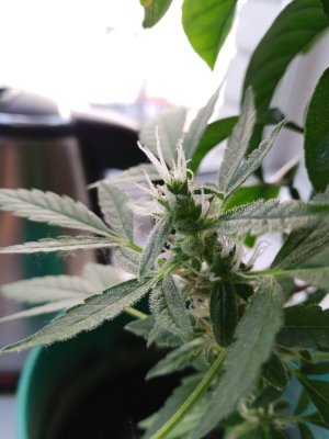 IMG_20250604_180651_349.jpg IMG_20250604_180651_349.jpg