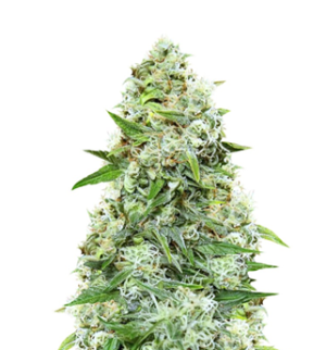 1749052179373.png 1749052179373.png