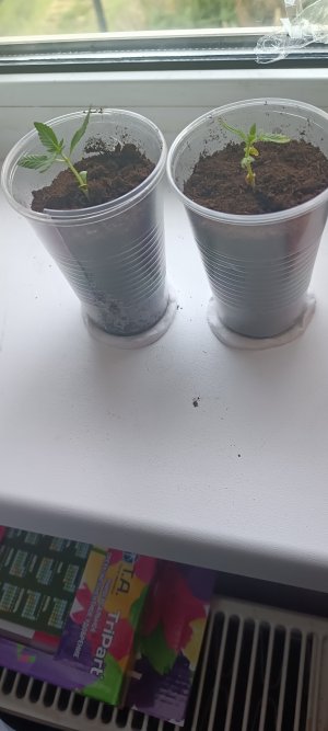 IMG_20250604_190828.jpg IMG_20250604_190828.jpg