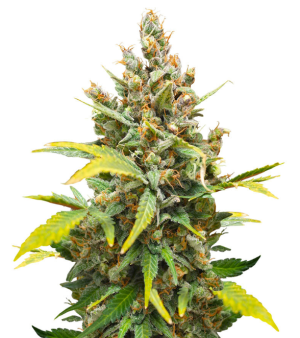 1749057153178.png 1749057153178.png