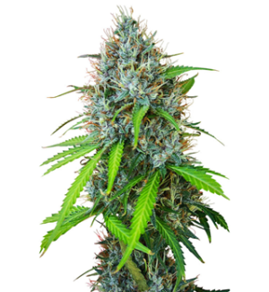 1749129492104.png 1749129492104.png