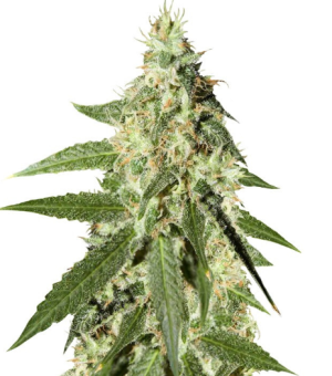 1749140481349.png 1749140481349.png