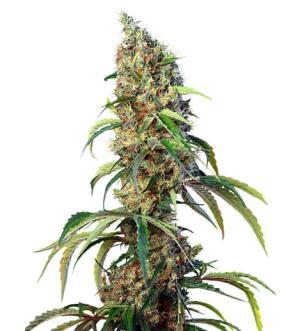 1749140503403.png 1749140503403.png