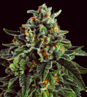 1749200212454.png 1749200212454.png