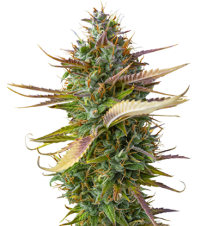 1749217703321.png 1749217703321.png