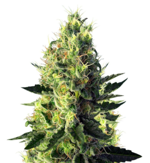 1749468462429.png 1749468462429.png