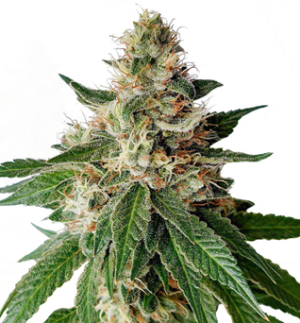 1749558922745.png 1749558922745.png