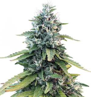 1749558952796.png 1749558952796.png