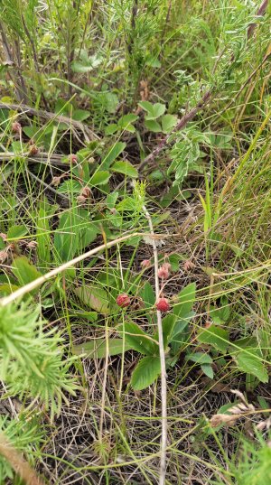 P50610-174504 (1).jpg