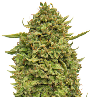 1749642731826.png 1749642731826.png