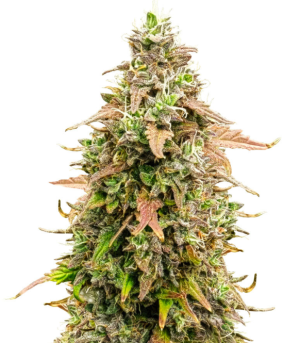 1749801029660.png 1749801029660.png