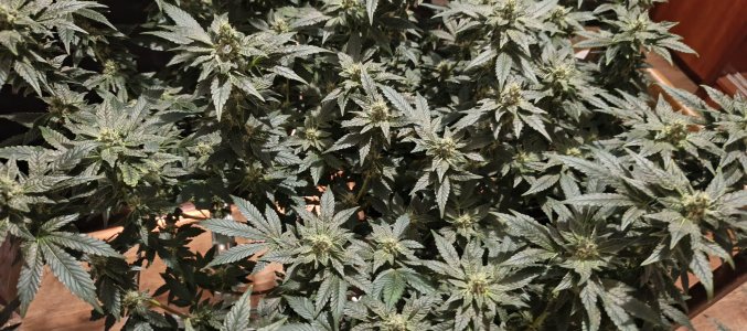 IMG_20250612_192347_208.jpg IMG_20250612_192347_208.jpg