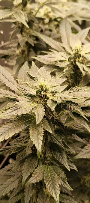 IMG_20250612_192239_715.jpg IMG_20250612_192239_715.jpg